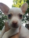 Louie