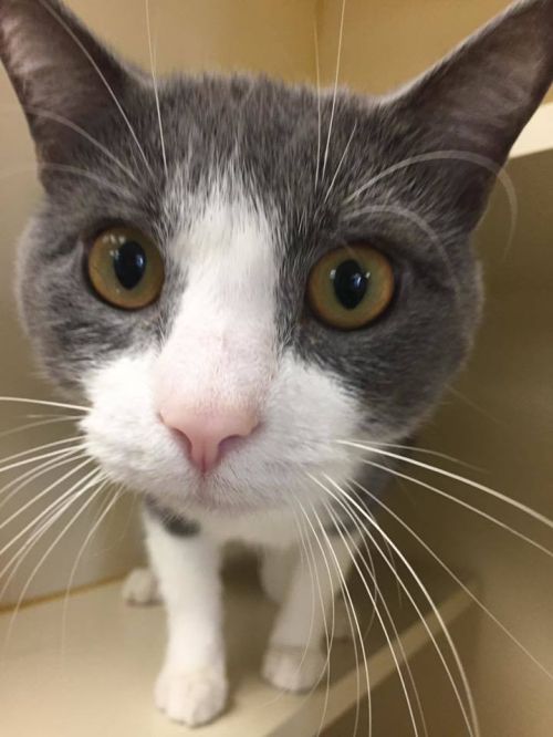. Smokey - male cat .