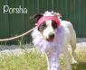 Porsha