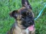 Stella - MEET ME @ PETCO 7.1.17!