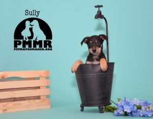 . Sully .
