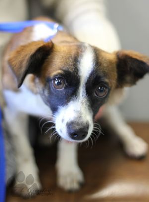 . Beagle/Papillon mix girl .