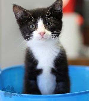 . Lemmy (Nikki's foster) .