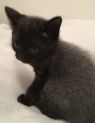 . 3 kittens .