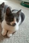 . Fanny & Eden four month old kittens .