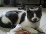 . Fanny & Eden four month old kittens .