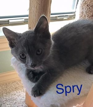 . Spry .