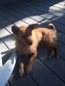 . Tucker - BONDED PAIR .