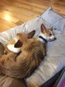 . Tucker - BONDED PAIR .