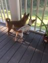 . Tucker - BONDED PAIR .