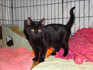 . Wolverine- Barn Cat .