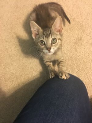 . Maisie .