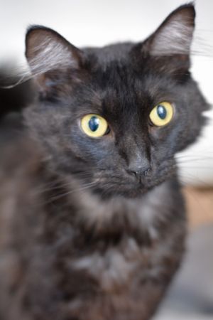 . Monkey - $1.30 Adoption Fee in June! .