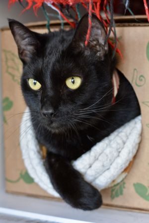 . Captain - $1.30 Adoption Fee in June! .