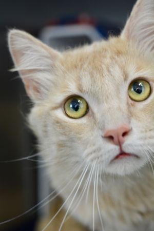 . Sven - $1.30 Adoption Fee in June! .