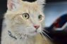. Sven - $1.30 Adoption Fee in June! .