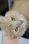 . Sven - $1.30 Adoption Fee in June! .
