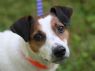 Nikon - TRIPAWD! - MEET ME @ PETCO 7.1.17!