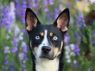 Livvie - MEET ME @ PETCO 7.1.17!
