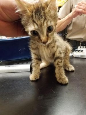 . Kitten 1 .