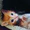 . Vinnie (Nikki's foster) .