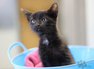 . Ozzy (Nikki's foster) .