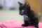 . Ozzy (Nikki's foster) .