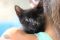 . Ozzy (Nikki's foster) .