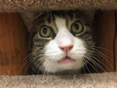 . Houdini - Colony Cat! .