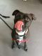 . Eve - Take My Lead Dog .