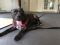 . Eve - Take My Lead Dog .