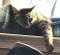 . Crystal (Shadow Cat) .