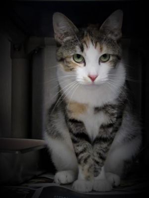 . Ms. Zelda .
