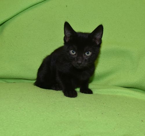 . Kit Kat .