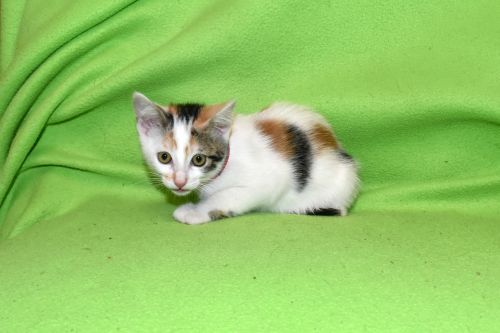 . Skittles .