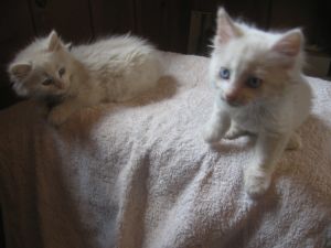 . ***COURTESY POSTING- BRIAR&BRAMBLE*** .