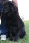 . Sheba .