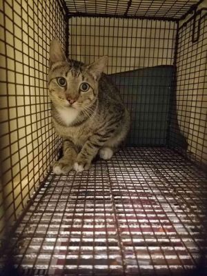 . N Union Adult Cat #1 .