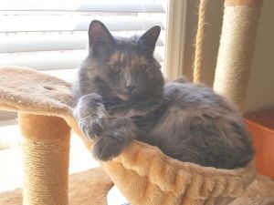 . Nutmeg (COURTESY POST) .