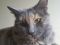 . Nutmeg (COURTESY POST) .