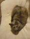 . Nutmeg (COURTESY POST) .