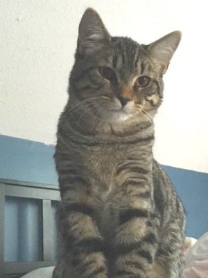 . Thor (COURTESY POST) .