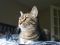 . Thor (COURTESY POST) .