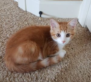 . Simba .