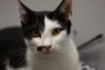 Peppy - MEET ME @ PETCO!