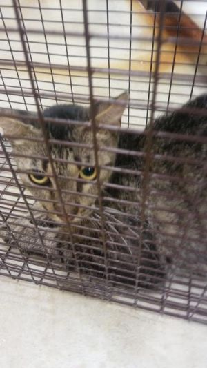 . N Union Adult Cat #2 .