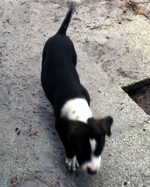 . FIDO .