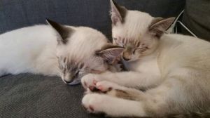 . Marzipan and Merengue .