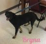 . Bryna .