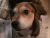 . FOZZIE .